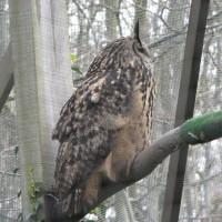 European Eagle Owl